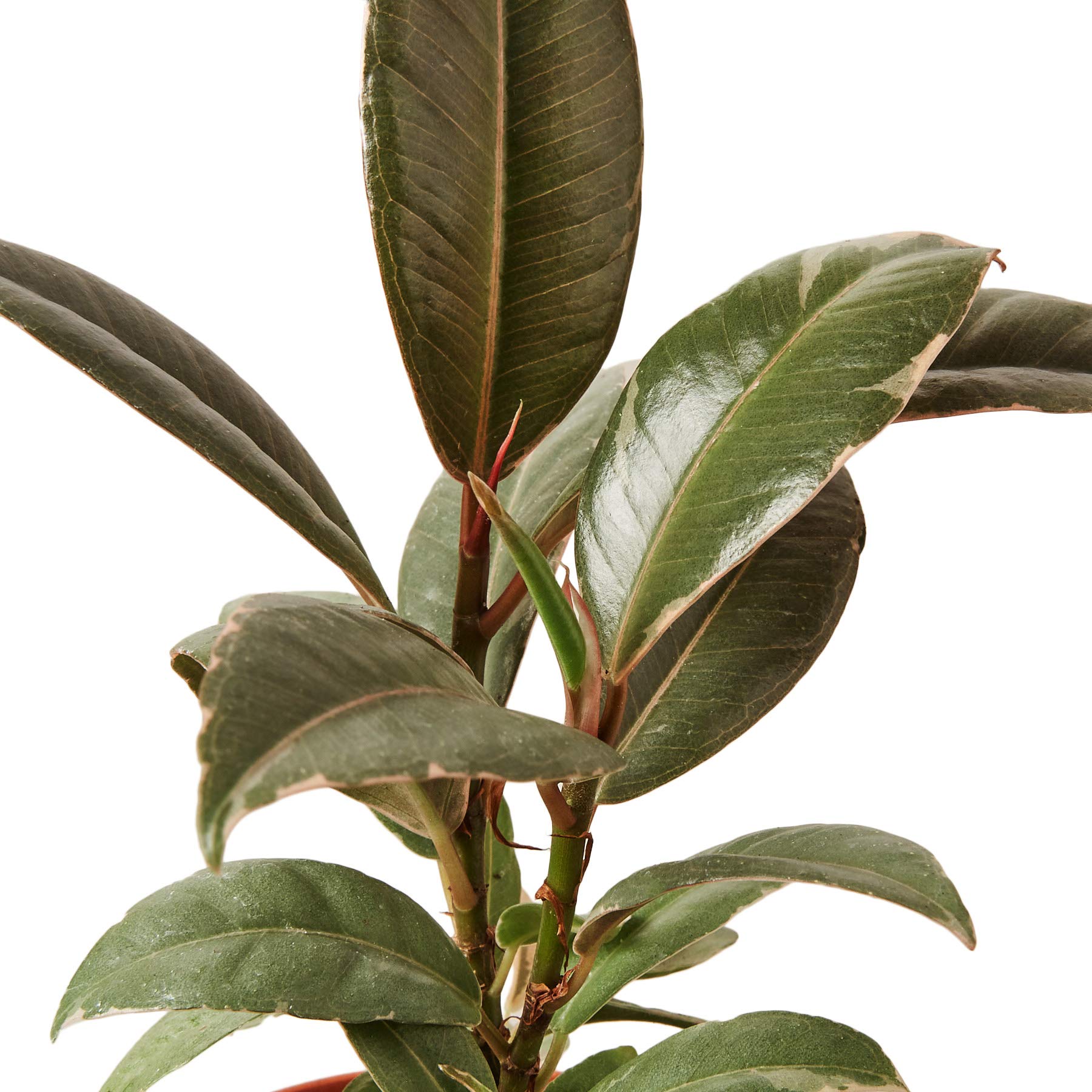 Ficus 'Tineke' Rubber Plant - 6 Inch Live Indoor Houseplant | Low Maintenance Easy Care House Plant | Natural Home Décor & Office Plant | Perfect Gift for Plant Lovers | Includes Free Care Guide | Ideal for Living Rooms, Bedrooms & Workspaces