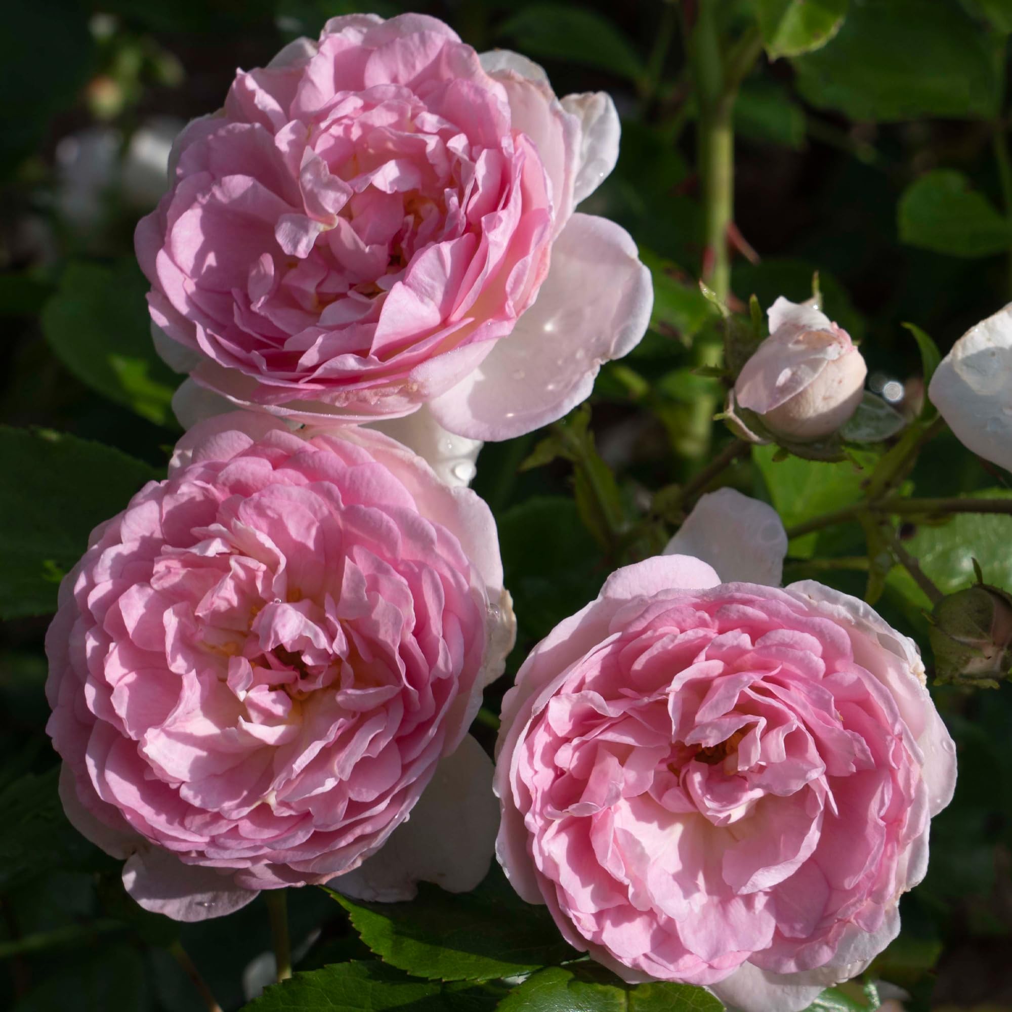 Reblooming Fragrant Pink Hybrid Tea Rose Plant - 1.5 Gallon Potted Bush with Large Flowers, Easy to Grow Own Root Live Plant for Gardens, Landscaping & Wedding Decorations