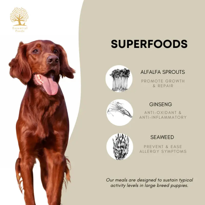 **Essential the Beginning Large Breed Dry Dog Food - High Protein, Grain-Free for Adult Dogs - Perfect for Active & Large Breed Canines**    *(Use Case: Ideal for daily feeding, training rewards, and maintaining muscle health in large breed dogs like German Shepherds, Labradors, and Great Danes.)*