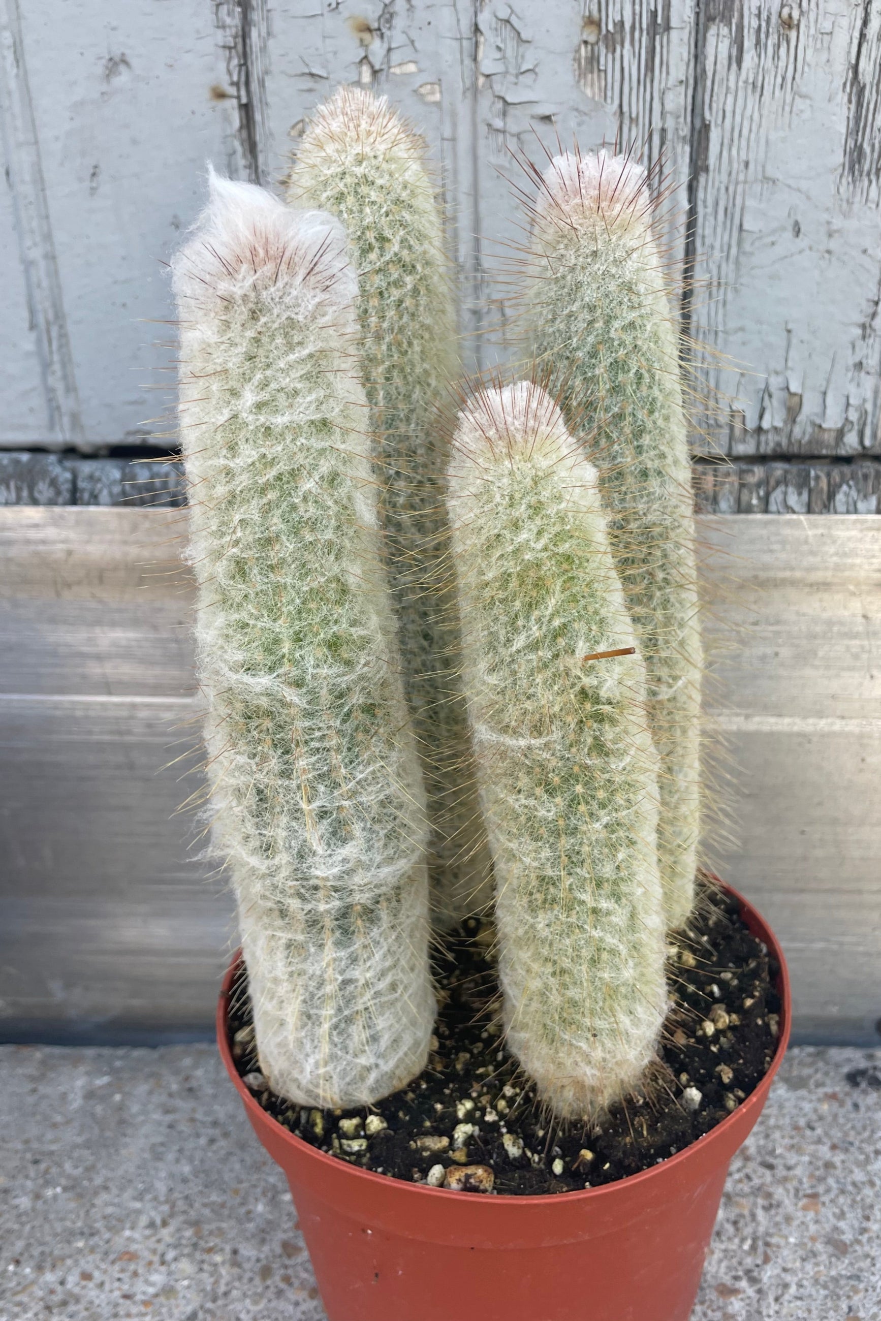 6 Pack Assorted Mini Cactus Plants - Live Succulents for Home Decor, Office Desk, Gift Idea & Indoor Gardening