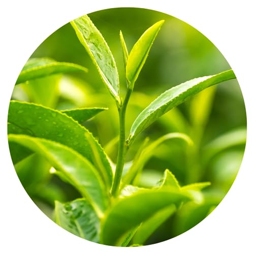 Green Tea Honeysuckle