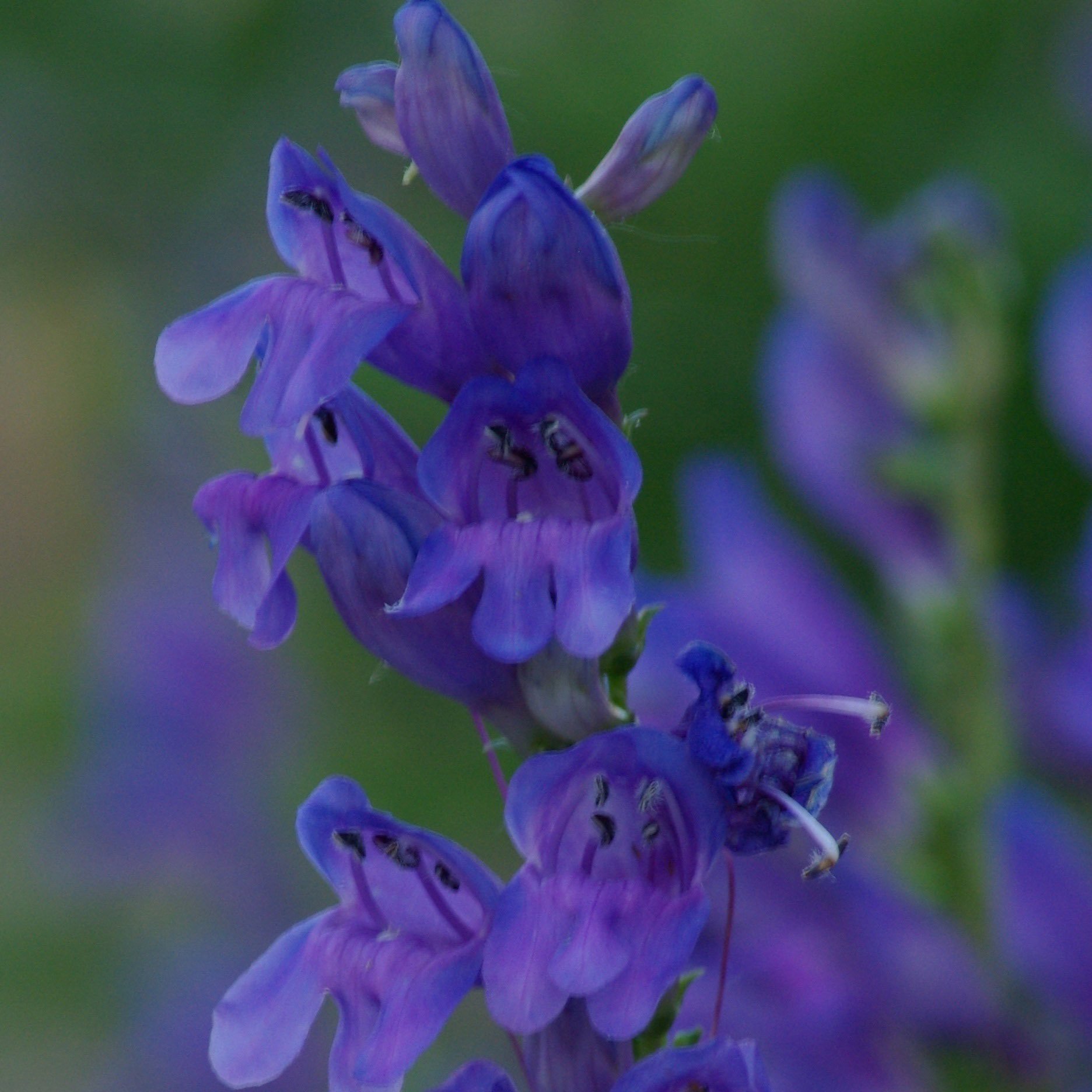 Rocky Mountain Penstemon Seed Balls (Penstemon strictus) - Bulk Wildflower Seeds for Fall Planting | 20 Pack | Attract Pollinators & Beautify Gardens