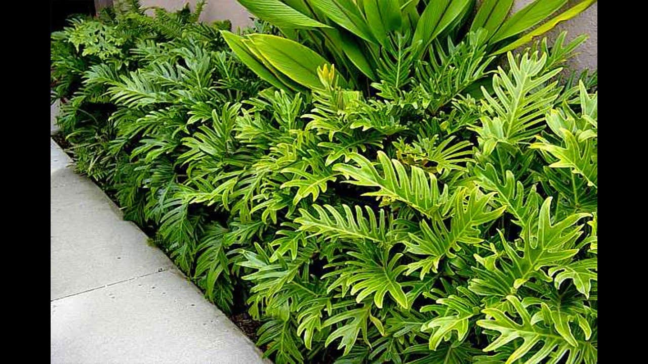 Xanadu Cut Leaf Philodendron - 5 Live Plants in 6 Inch Pots - Philodendron Danadu - Compact Easy Care Evergreen Shrub for Home, Office & Garden Decor - Perfect Indoor Houseplant for Low Light Spaces