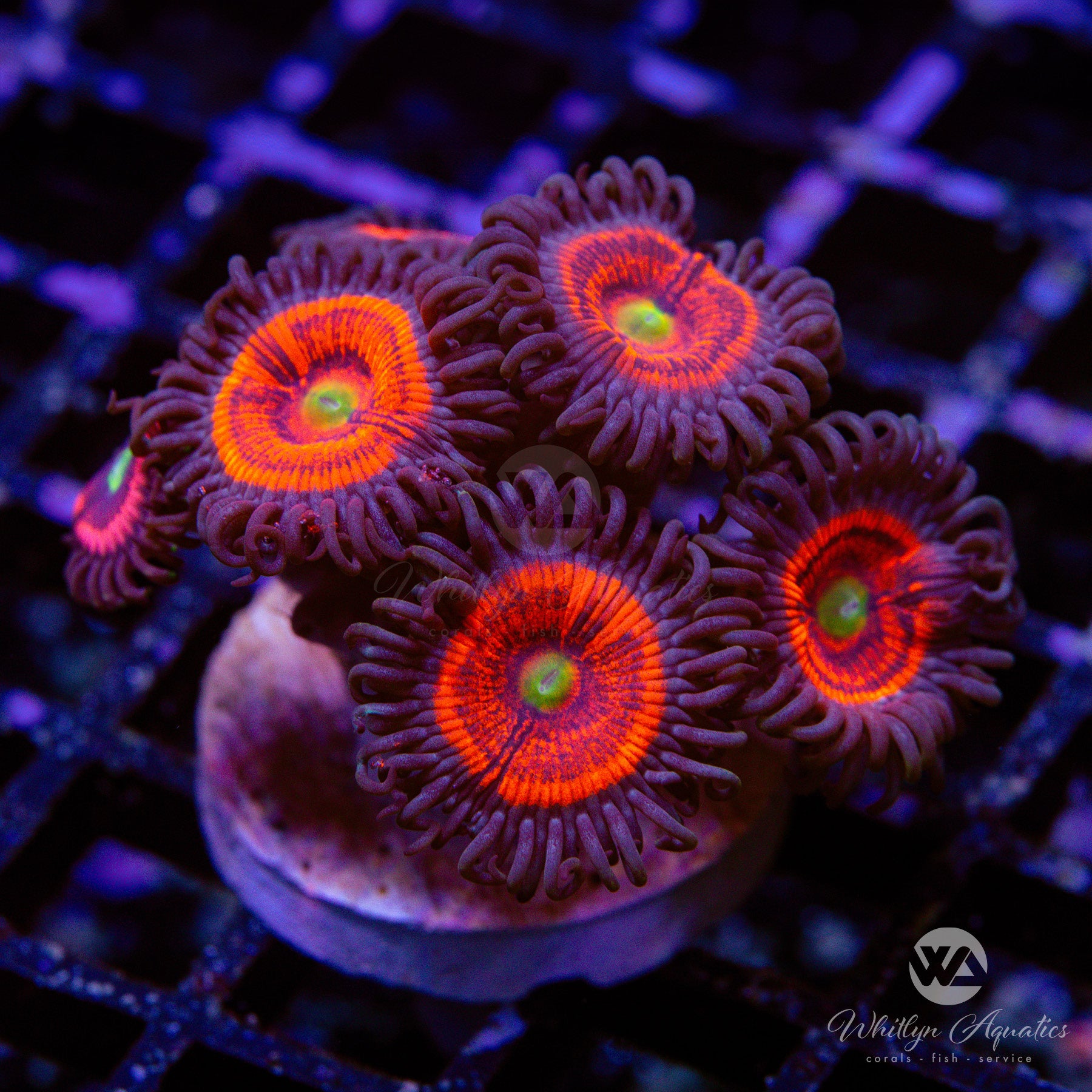 Premium Gobstopper Zoanthids (Aquacultured) - Vibrant Coral for Saltwater Aquariums & Reef Tanks - Perfect for Coral Frags and Marine Displays