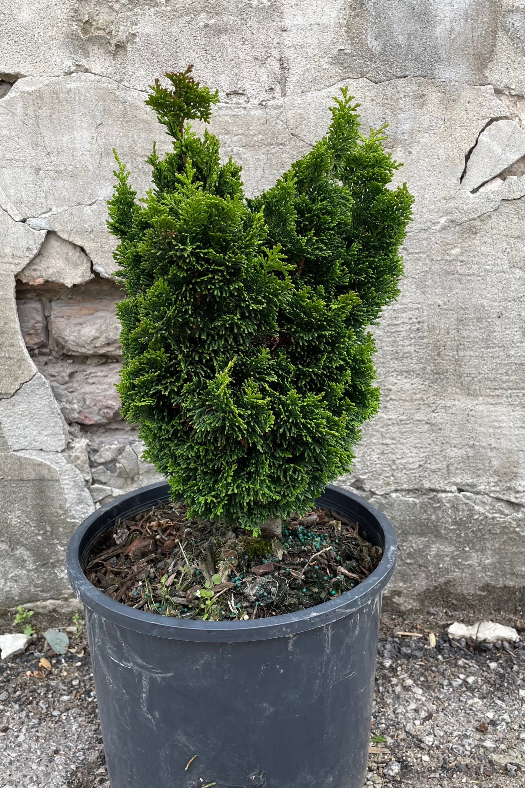 Chamaecyparis obtusa 'Spiralis' Spiral Hinoki Cypress Tree - Perfect for Landscaping, Privacy Hedges & Zen Gardens