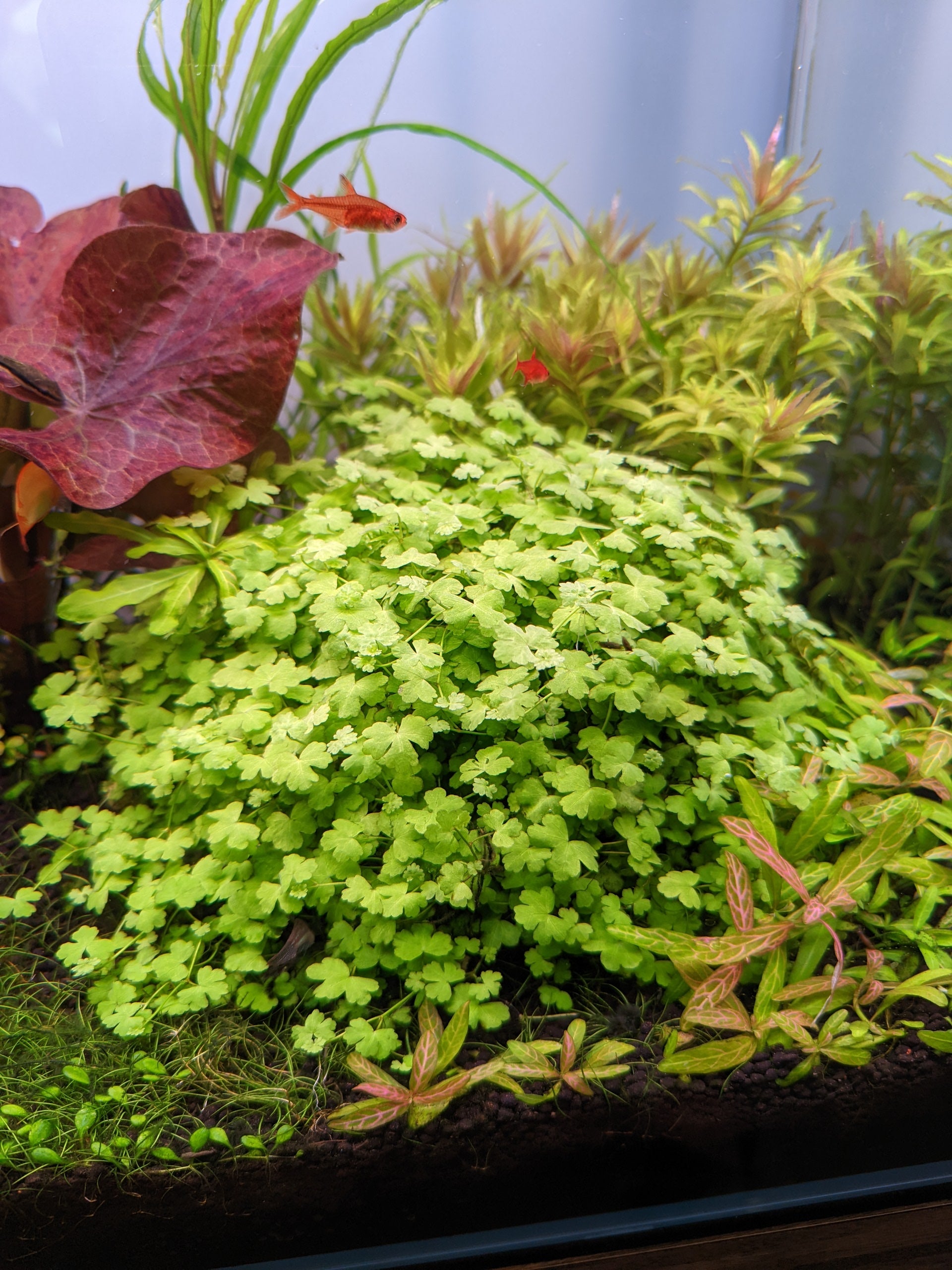 TCulture Hydrocotyle Tripartita Aquatic Plant (10 x 8cm) - Perfect for Aquascaping, Fish Tanks & Freshwater Aquariums
