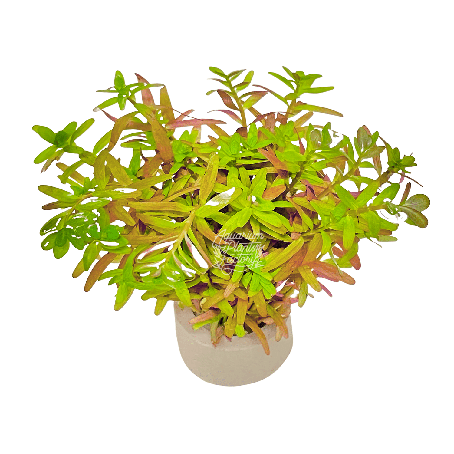 TCulture Rotala Ceylon Live Aquarium Plant in Pot - Perfect for Freshwater Fish Tanks, Aquascaping & Aquatic Gardens