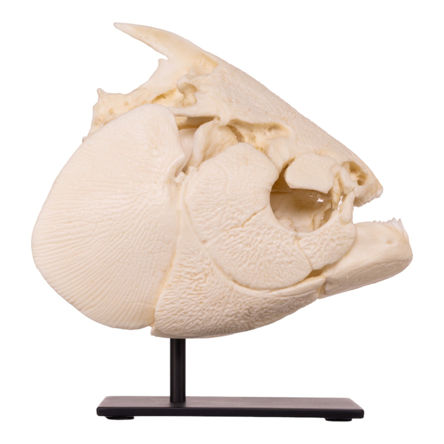 Authentic Pacu Fish Skull Replica on Display Stand - Unique Home Decor, Taxidermy Collectible & Gothic Halloween Decoration