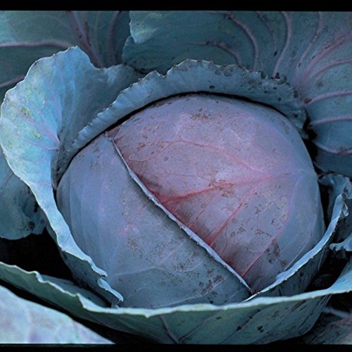 Premium Red Jewel F1 Hybrid Cabbage Seeds - Non-GMO, High Yield Vegetable Seeds for Home Garden (200 Seeds) - Perfect for Salads, Stir-Fries & Fermented Dishes