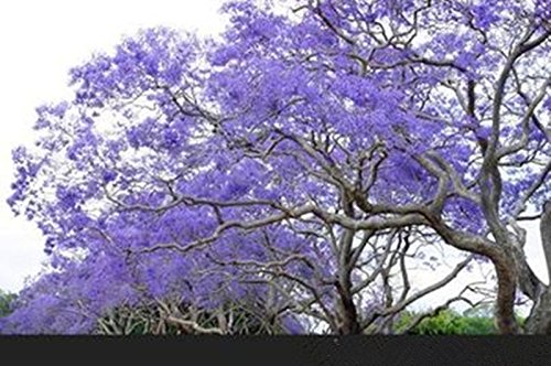 25 Blue Jacaranda Tree Seeds (Jacaranda Mimosifolia) - Premium Bonsai & Garden Planting - Fast Growing Flowering Tree for Landscaping, Patio Decor & Tropical Gardens