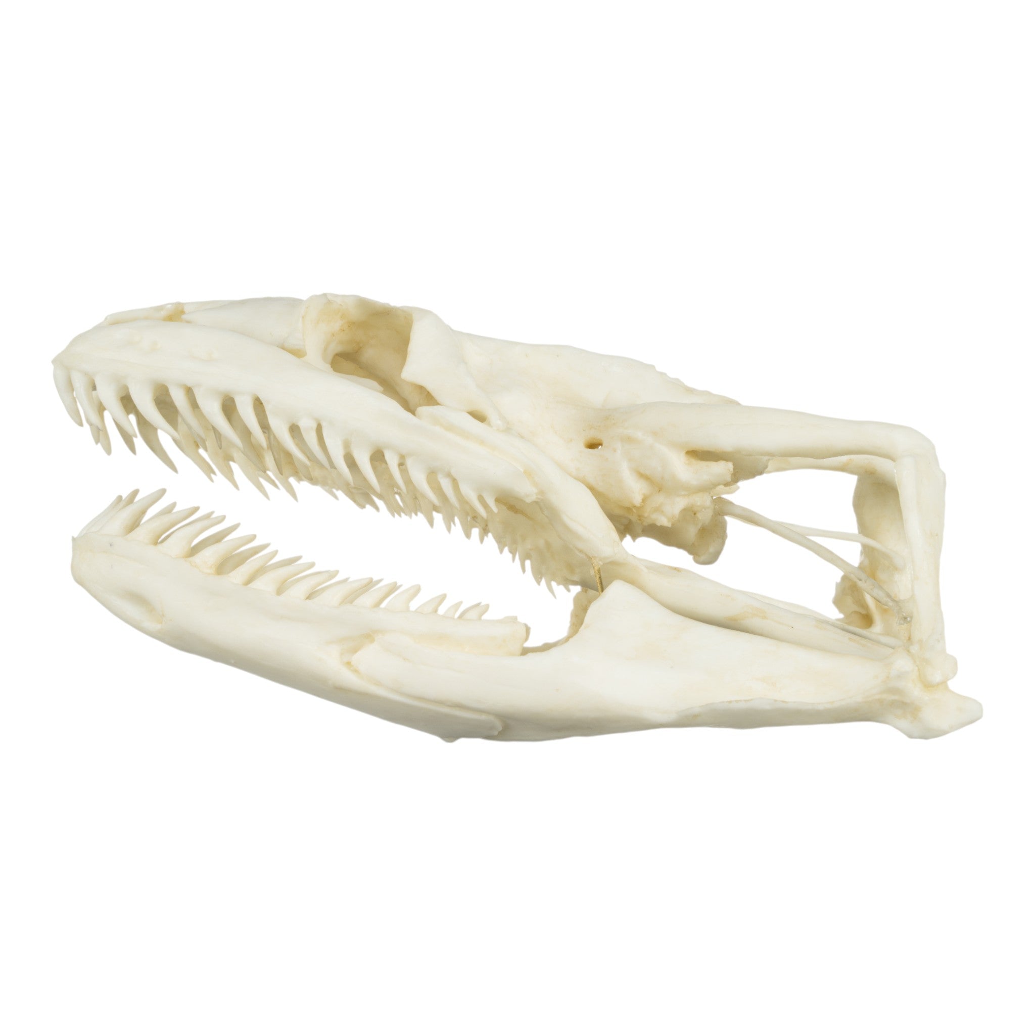 Authentic Replica Anaconda Skull - High-Quality Snake Skull Decor for Home, Office & Halloween Displays | Perfect for Gothic Decor, Science Classrooms & Horror Movie Props