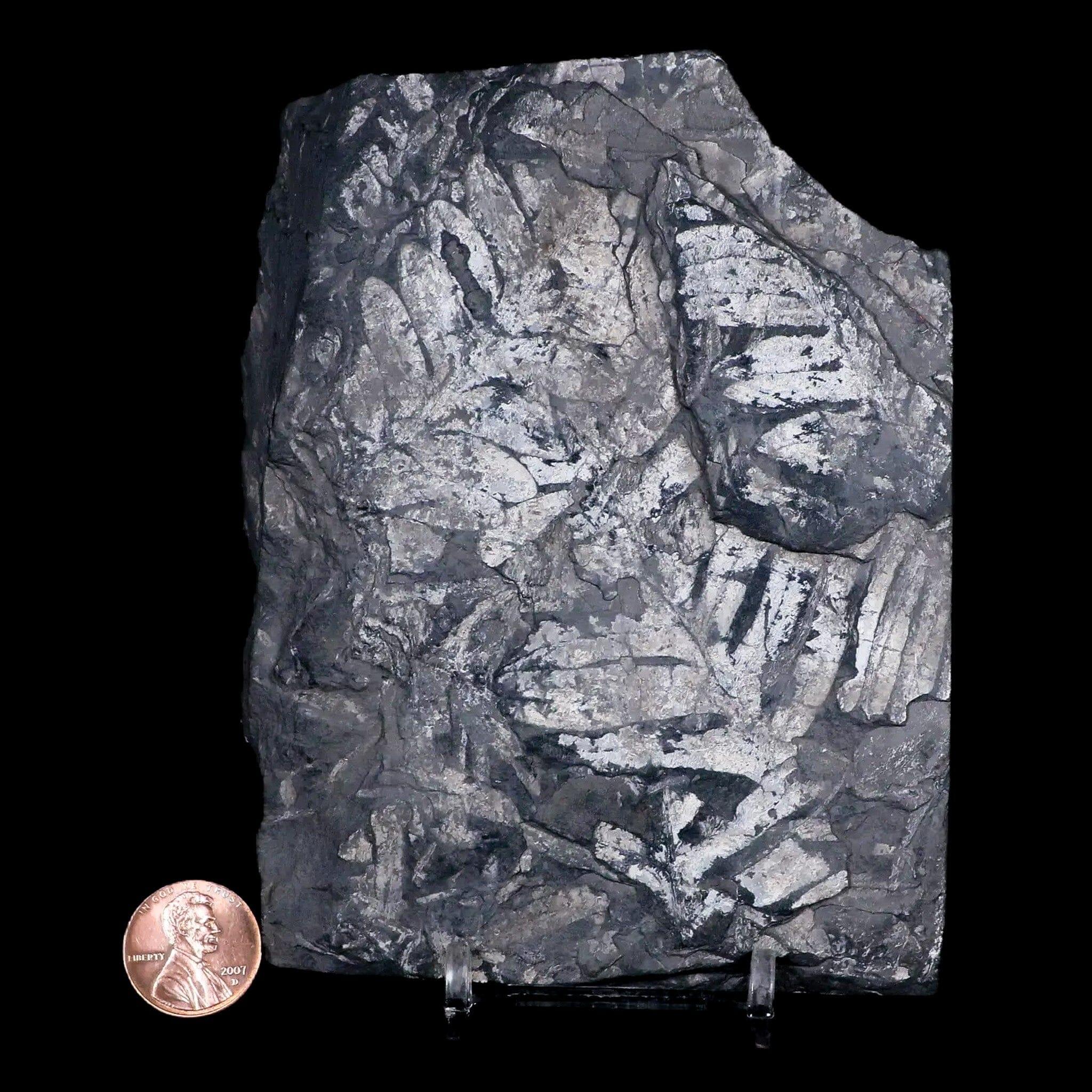 4.8