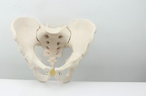 1:1 Life-Size Adult Male Pelvis Joint Anatomical Model - Detailed Simulation for Medical Education, Physical Therapy Training & Anatomy Study - Perfect for Classrooms, Labs & Healthcare Professionals