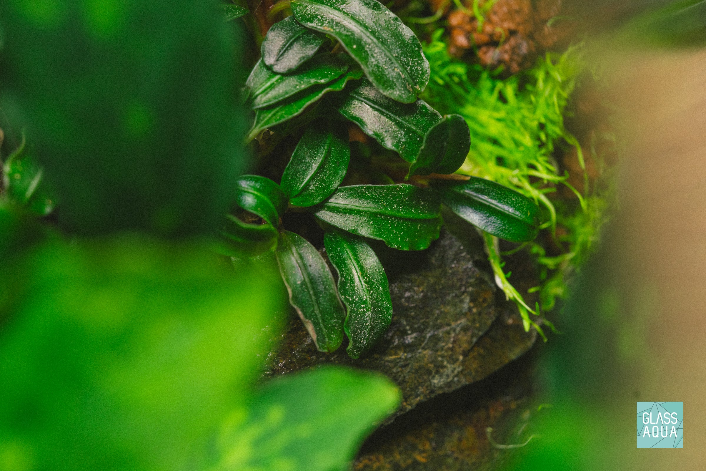 Bucephalandra Mini Coin Aquatic Plant for Freshwater Aquariums - Perfect for Nano Tanks, Aquascaping & Shrimp Habitats