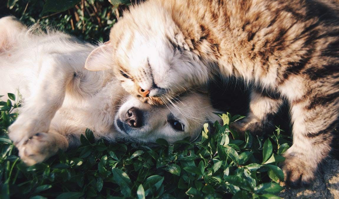 Natural Dog Anxiety Relief Treats with Valerian Root - Calming Formula for Aggressive, Stressed Pets - 90 Chews per Bottle - Safe for Dogs & Cats - Perfect for Thunderstorms, Travel & Separation Anxiety