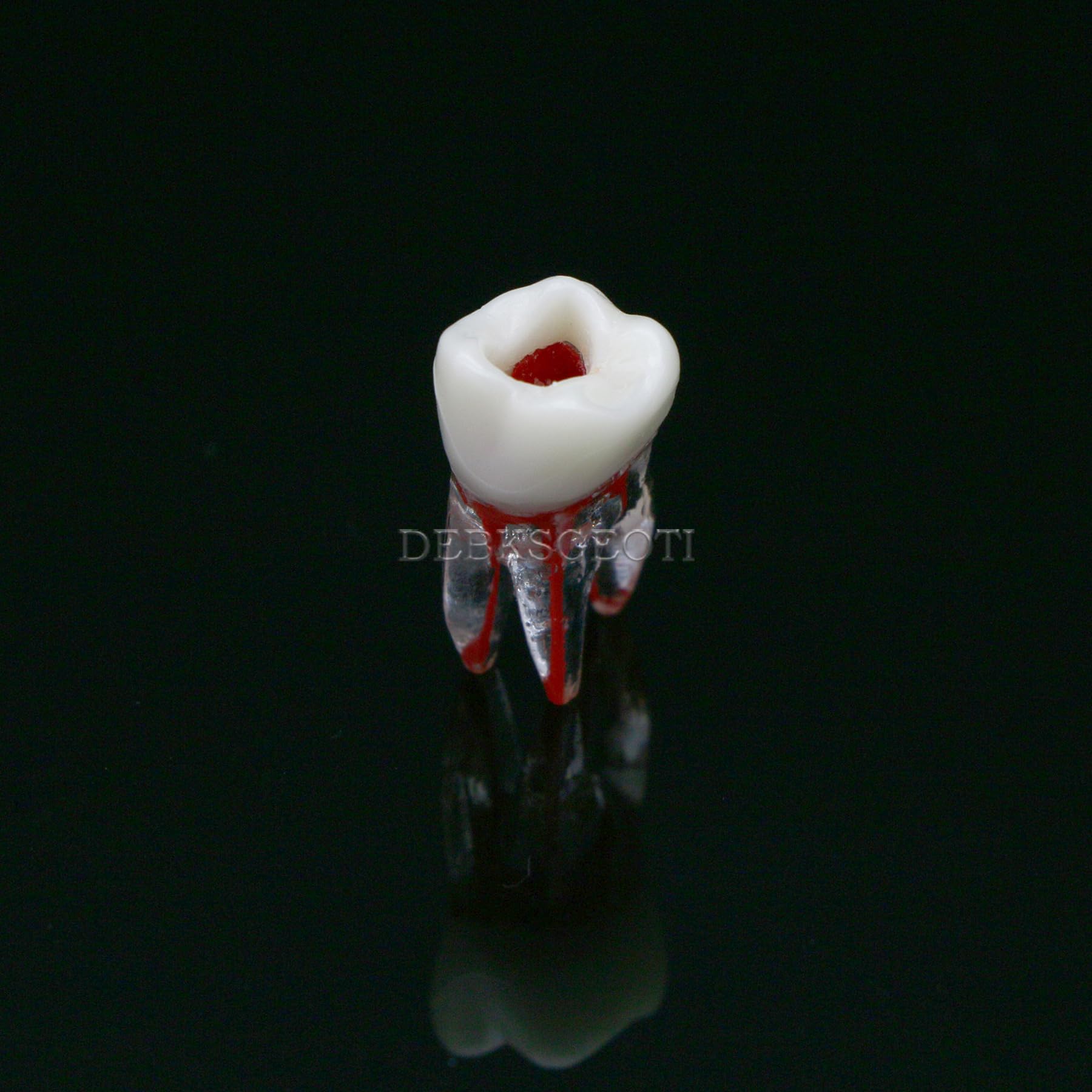 10Pcs Dental Root Canal Practice Teeth Model - 1:1 Typodont Standard M8008 for Endodontic Training, Study & Teaching | Perfect for Dental Students, Professionals & Classroom Demonstrations