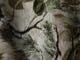 Woods Camo