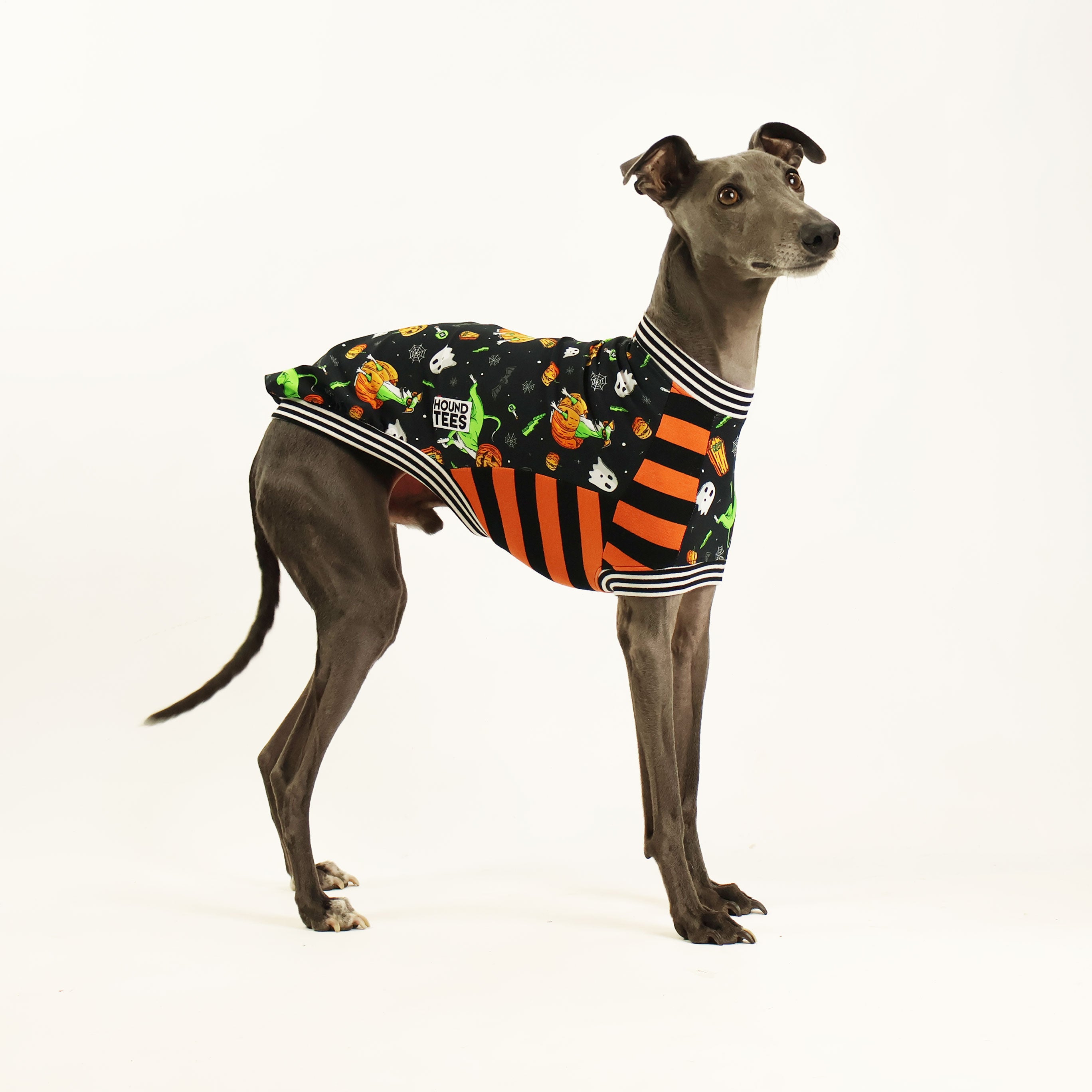 Pumpkin Head Whippet Sleeveless Hound T-Shirt - Cute Dog Lover Apparel for Casual Wear & Halloween Costumes