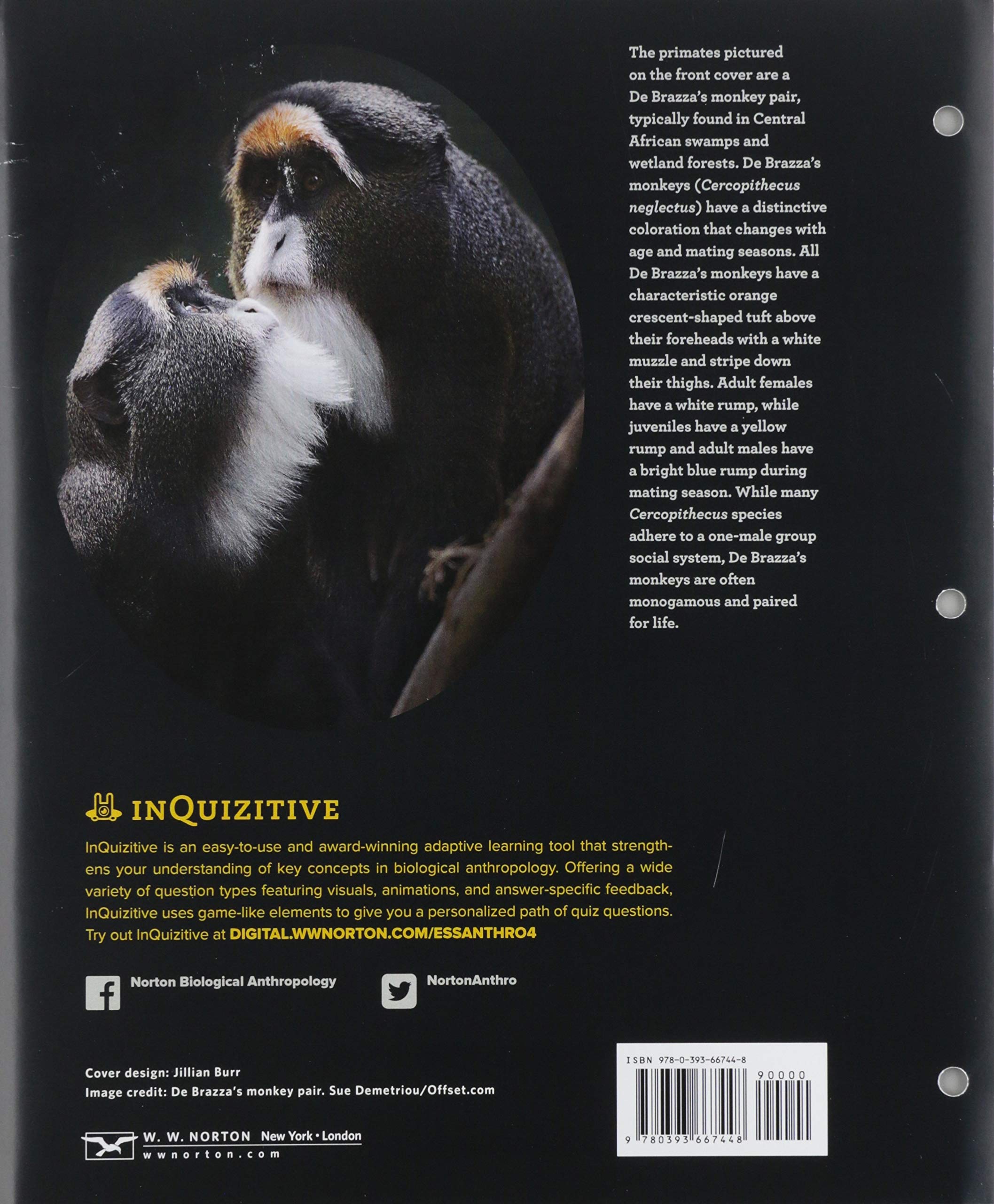 Essentials of Biological Anthropology Textbook - Human Evolution, Primatology & Genetics Study Guide for College Students | Perfect for Anthropology Courses & Research
