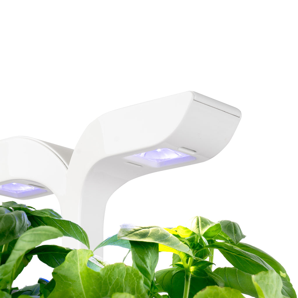 VERITABLE Classic Exky Edition White - 2 Pack Indoor Plants for Home & Office Decor | Perfect for Living Room, Bedroom, or Workspace