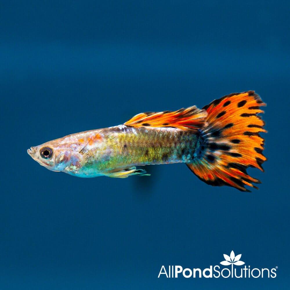 Premium Red Tuxedo Neon Guppy Fish (Poecilia reticulata) - Live Tropical Aquarium Fish for Freshwater Tanks, Community Aquariums & Fish Breeding Projects