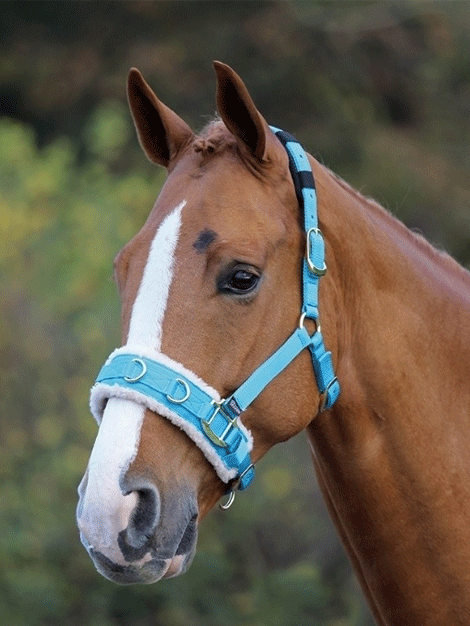 Premium Fleece Lined Lunge Cavesson for Horses - Soft & Comfortable Training Headgear - Perfect for Lunging, Groundwork & Winter Riding Sessions