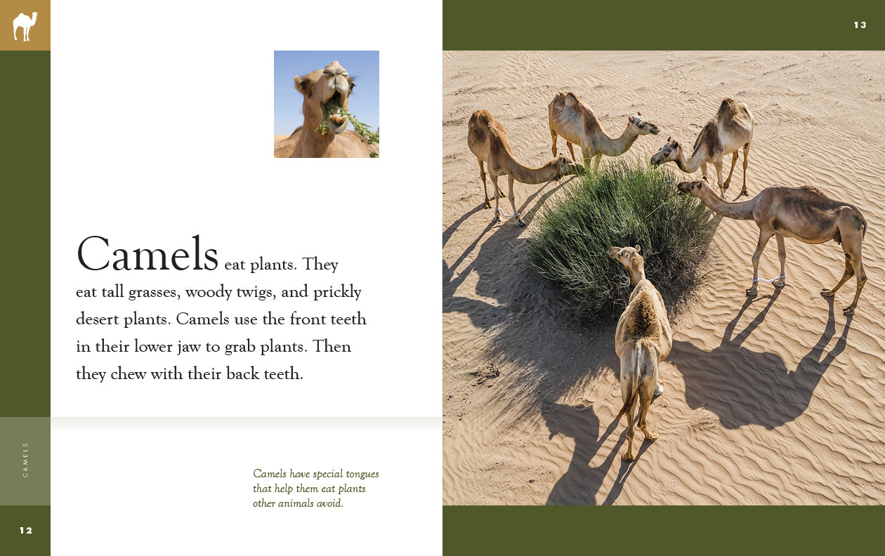 Camels Book 9781640265417 - Learn About Desert Animals, Wildlife & Nature | Perfect for Kids, Students & Animal Lovers