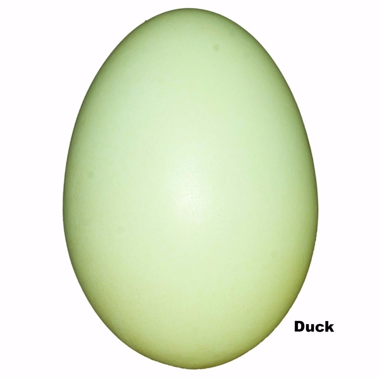 Premium Replica Duck Egg (54mm) - Realistic Decorative Fake Egg for Easter Decor, Farmhouse Display, Photography Props, and Educational Use