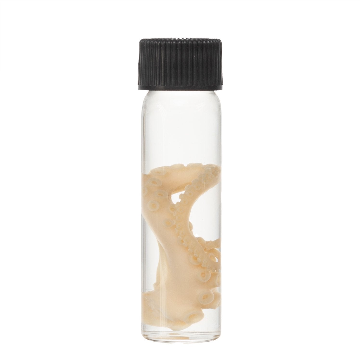 Authentic Real Tentacle Wet Specimen - Preserved Marine Biology Specimen for Science Education & Oddity Collectors | Perfect for Classroom Display, Gothic Decor & Curiosity Cabinets