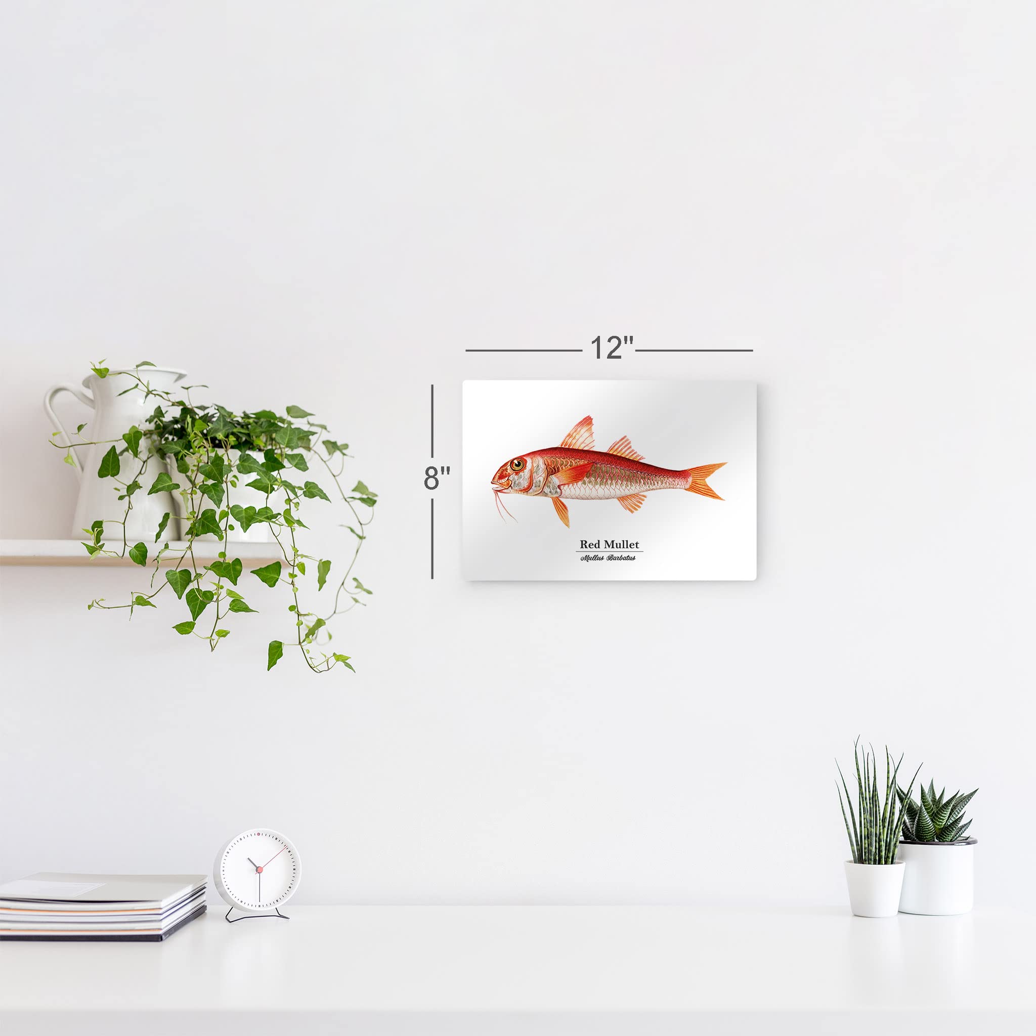 Smile Art Design Red Mullet Mullus Barbatus Fish Metal Wall Art Print - Ocean Marine Animal Painting for Coastal Decor, Living Room, Bedroom & Kids Room - Nautical Fishing Theme Home Decor - Made in USA 24x36