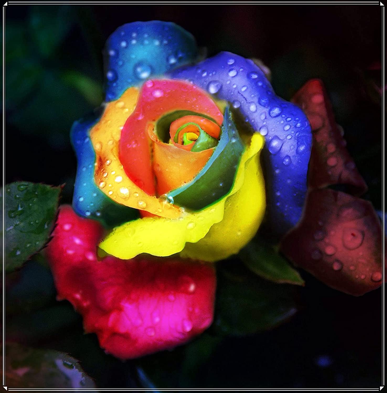 3 Rare Perennial Rose Bulbs for Planting - Delightful All-Year Garden Flowers in Various Colors | Perfect for Home Gardens, Landscaping & Gift Giving