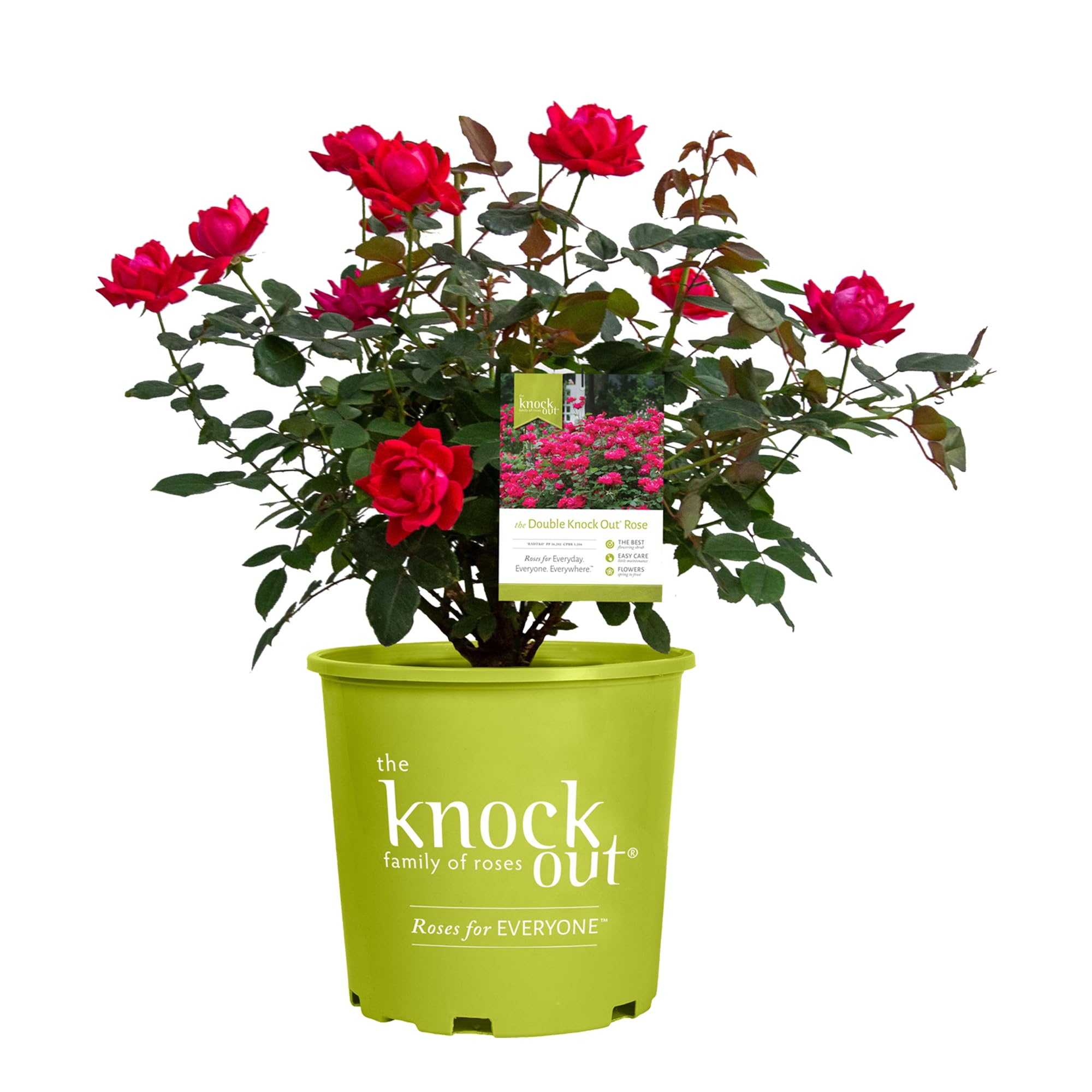 Double Rose Bush - 2 Gallon Size with Vibrant Red Blooms (Double Red) - Perfect for Garden Landscaping, Patio Decor, and Outdoor Planting