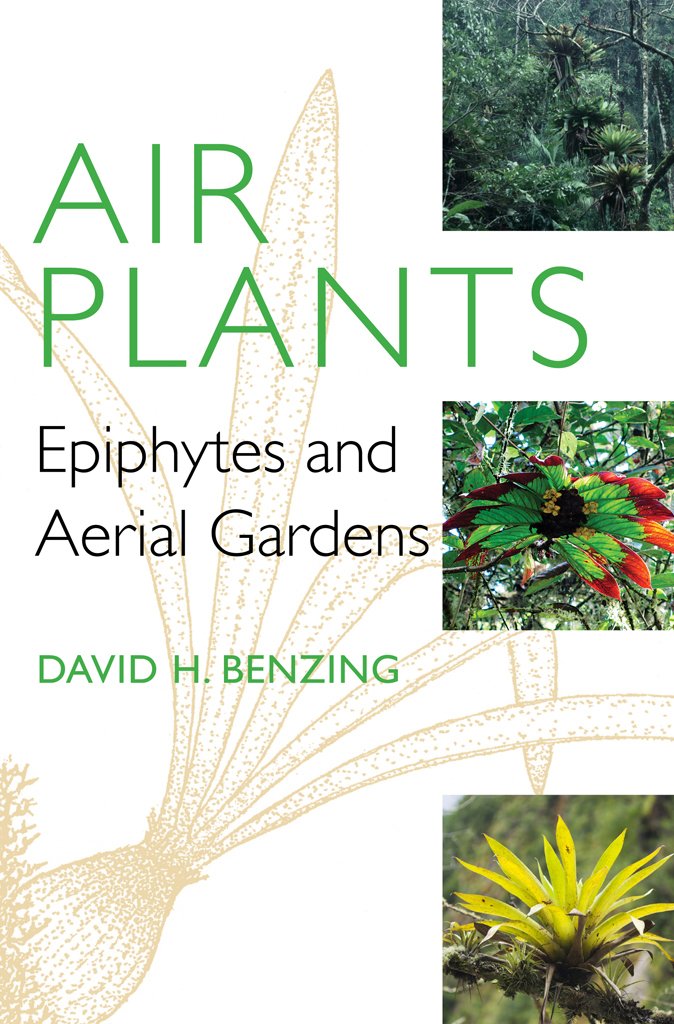 Air Plants for Home Decor - Epiphytic Tillandsia & Aerial Garden Plants | Perfect for Terrariums, Office Desks & Wall Displays