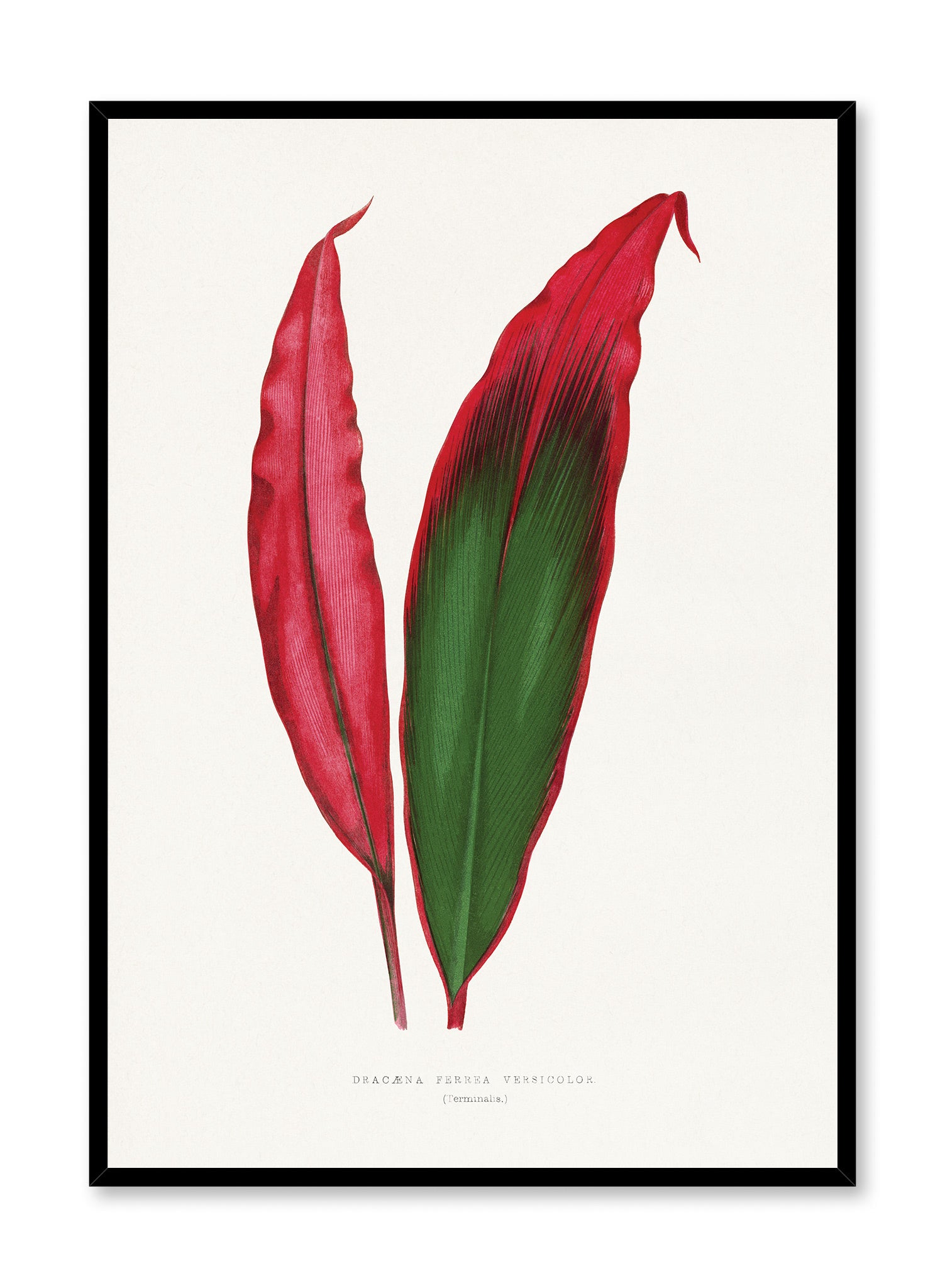 Joyful Plumage Poster - Vibrant Colorful Bird Art Print for Home & Office Wall Decor - Perfect for Living Room, Bedroom, or Gift
