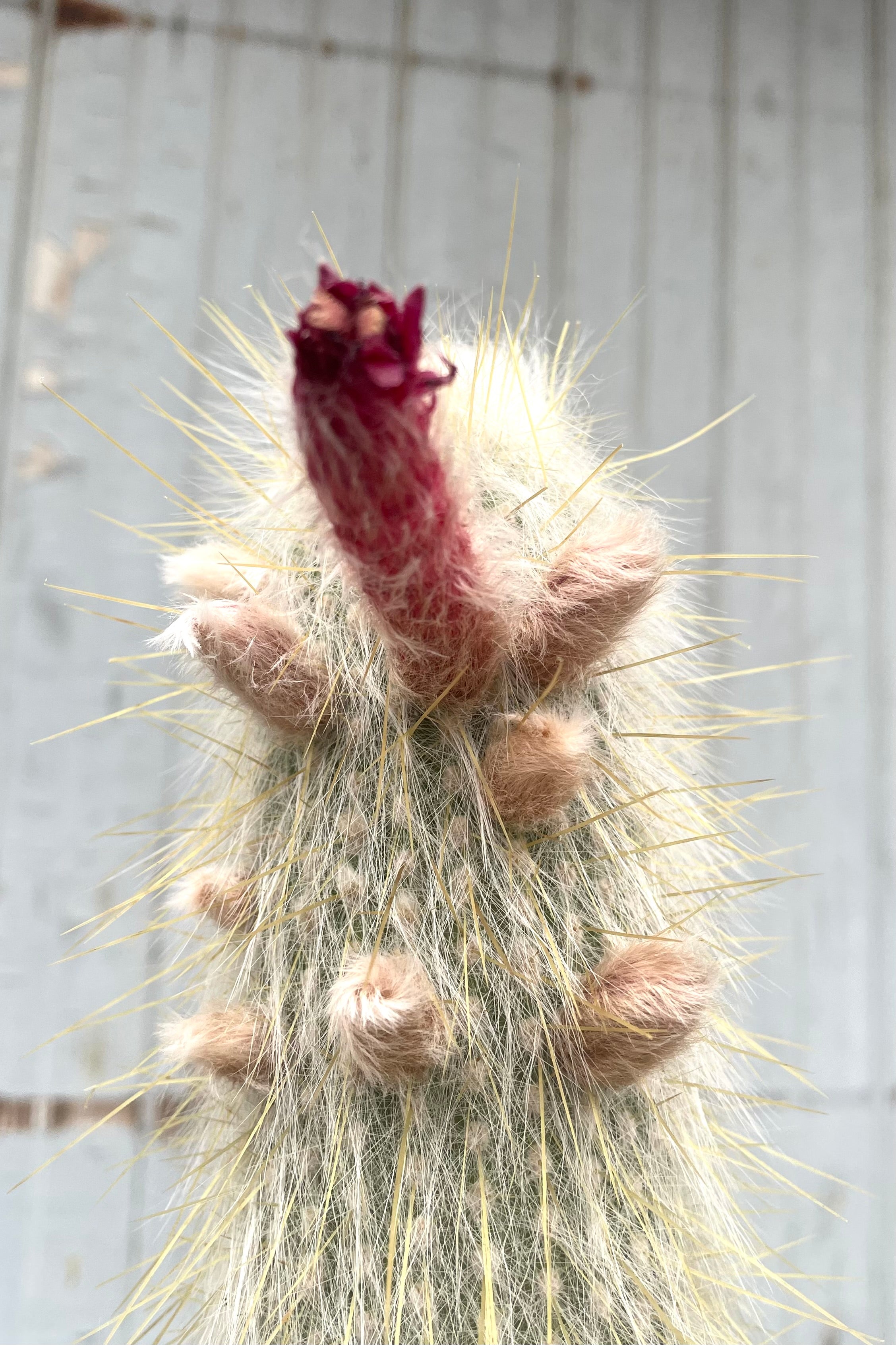 Cleistocactus Strausii #5 - Silver Torch Cactus for Home & Office Decor | Drought-Tolerant Indoor Plant for Desks, Windowsills & Succulent Gardens
