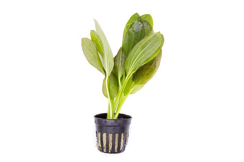 TCulture Echinodorus Ozelot Green Live Aquarium Plant (TC Cup) - Perfect for Freshwater Fish Tanks, Aquascaping & Aquatic Gardens