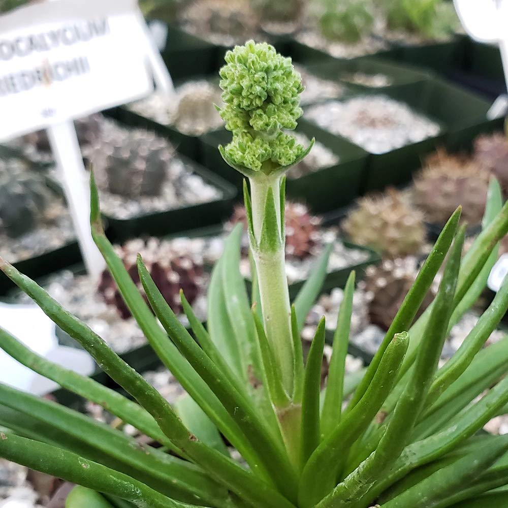 Crassula Nudicaulis (Devil's Horn) Live Succulent Plants - 2 Pack in 3.5 Inch Pots for Home Decor, Office Desk, or Garden Arrangement