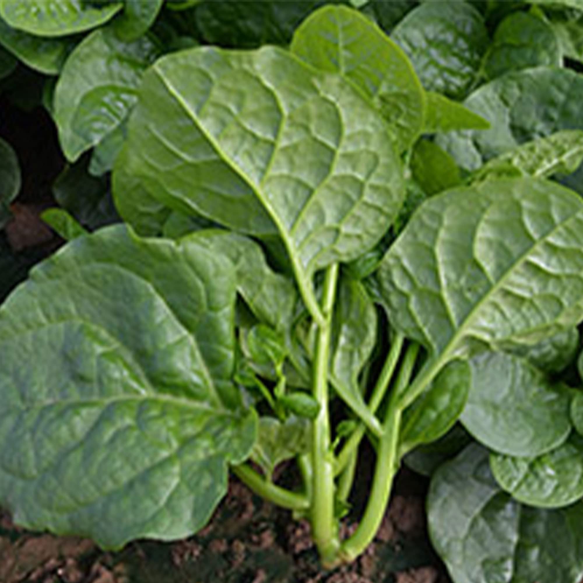 Malabar Spinach Seeds - Non-GMO Heirloom Vegetable Seeds - 1 Lb (~12,800 Seeds) - Big Round Leaf Spinach for Home Garden, Vertical Gardening & Container Planting