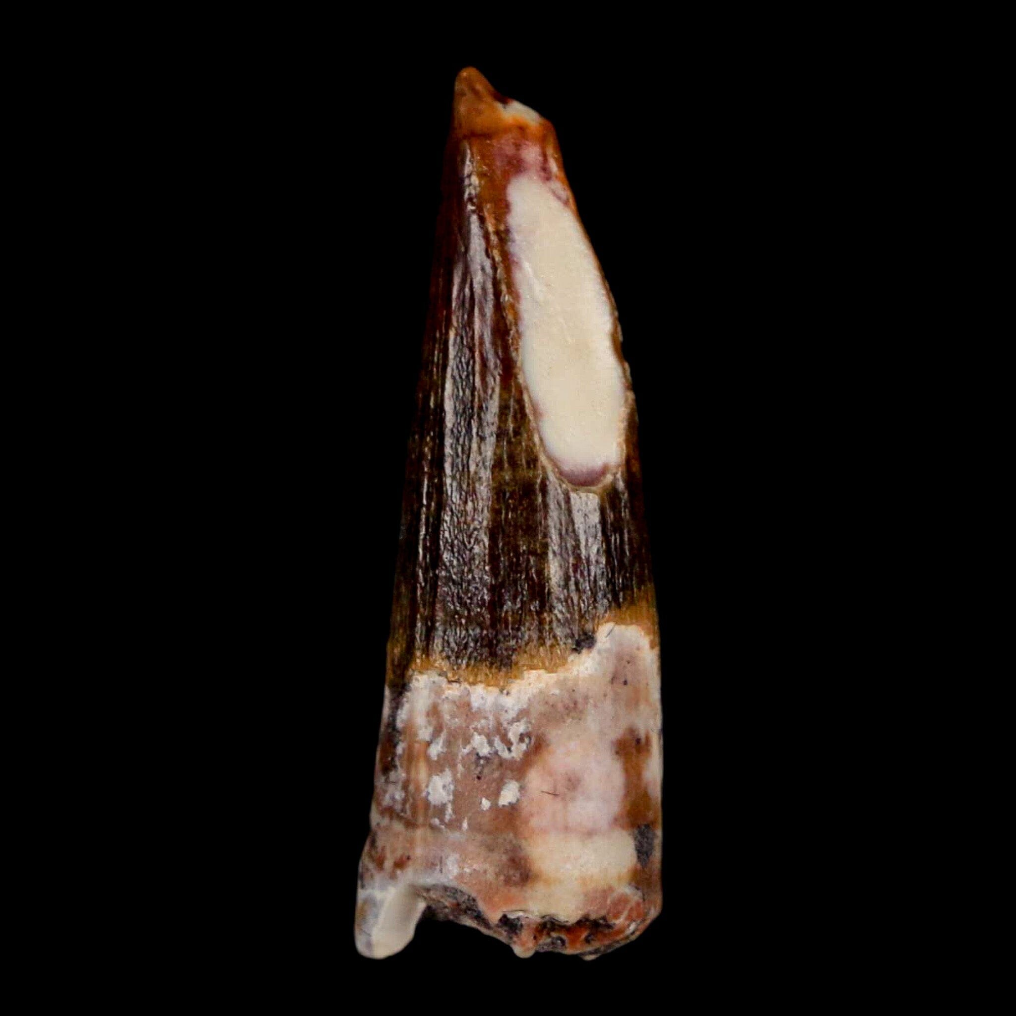 Authentic Suchomimus Fossil Tooth - Cretaceous Spinosaurid Dinosaur Specimen from Niger with COA | Perfect for Paleontology Collections, Educational Displays & Dinosaur Enthusiasts