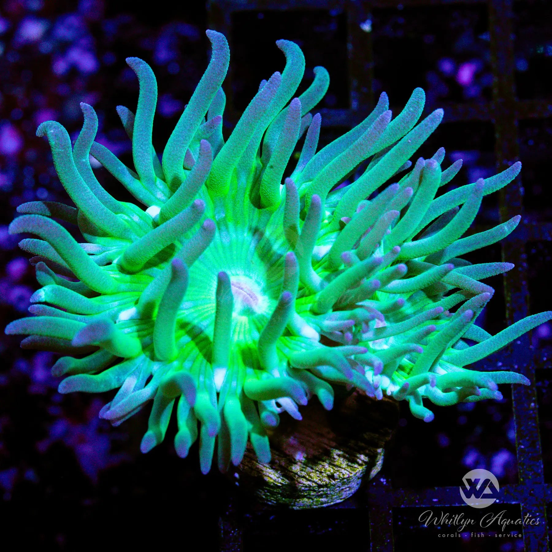 Premium Duncan Coral Frag (WYSIWYG) - Live Saltwater Coral for Reef Aquariums | Perfect for Nano Tanks & Coral Propagation