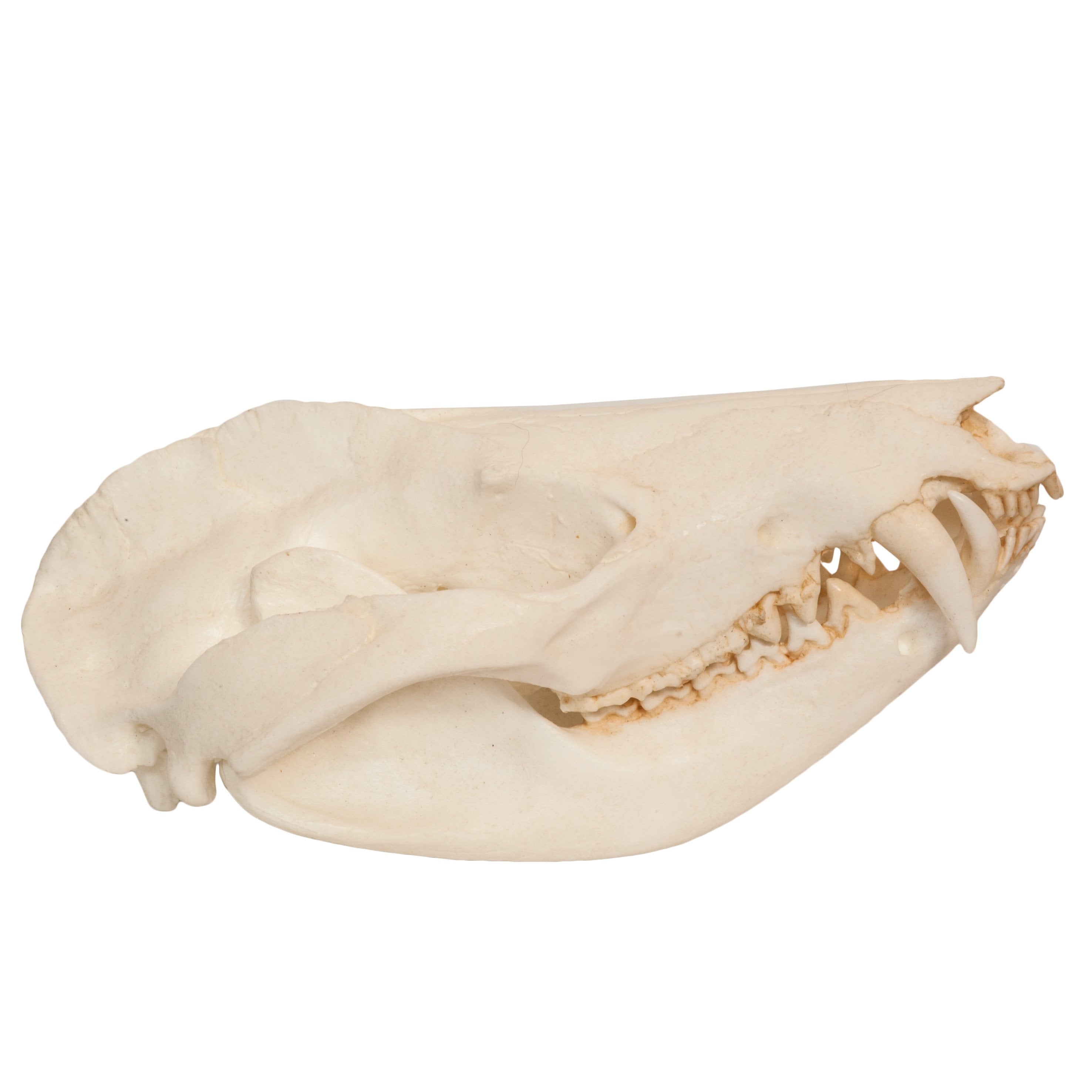 Authentic Replica American Opossum Skull - High-Quality Educational Specimen for Science Classrooms, Halloween Decor, and Taxidermy Displays