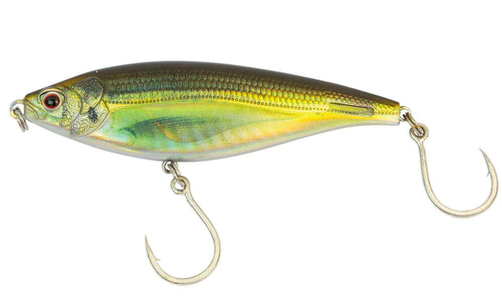 Olive Back Shad