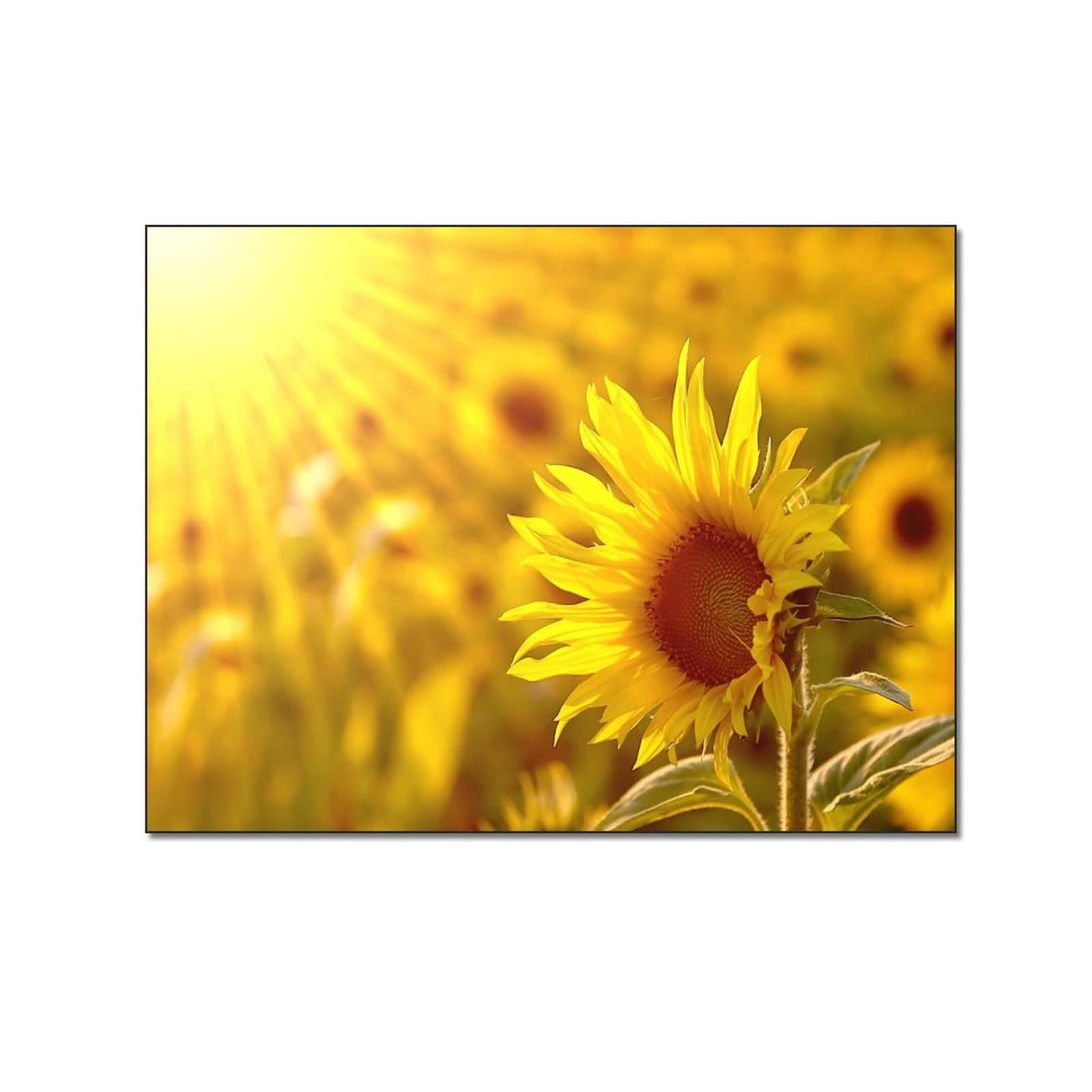 Sunflower Canvas Wall Art Poster - 24x36 Inch & 8x10 Inch (20x26cm) Aesthetic Room Decor for Living Room, Bedroom, Office - Perfect Gift for Home Decoration and Wall Painting Enhancement