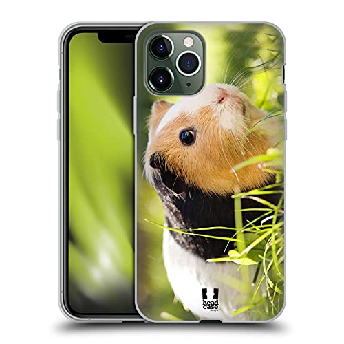 Guinea Pig Pet