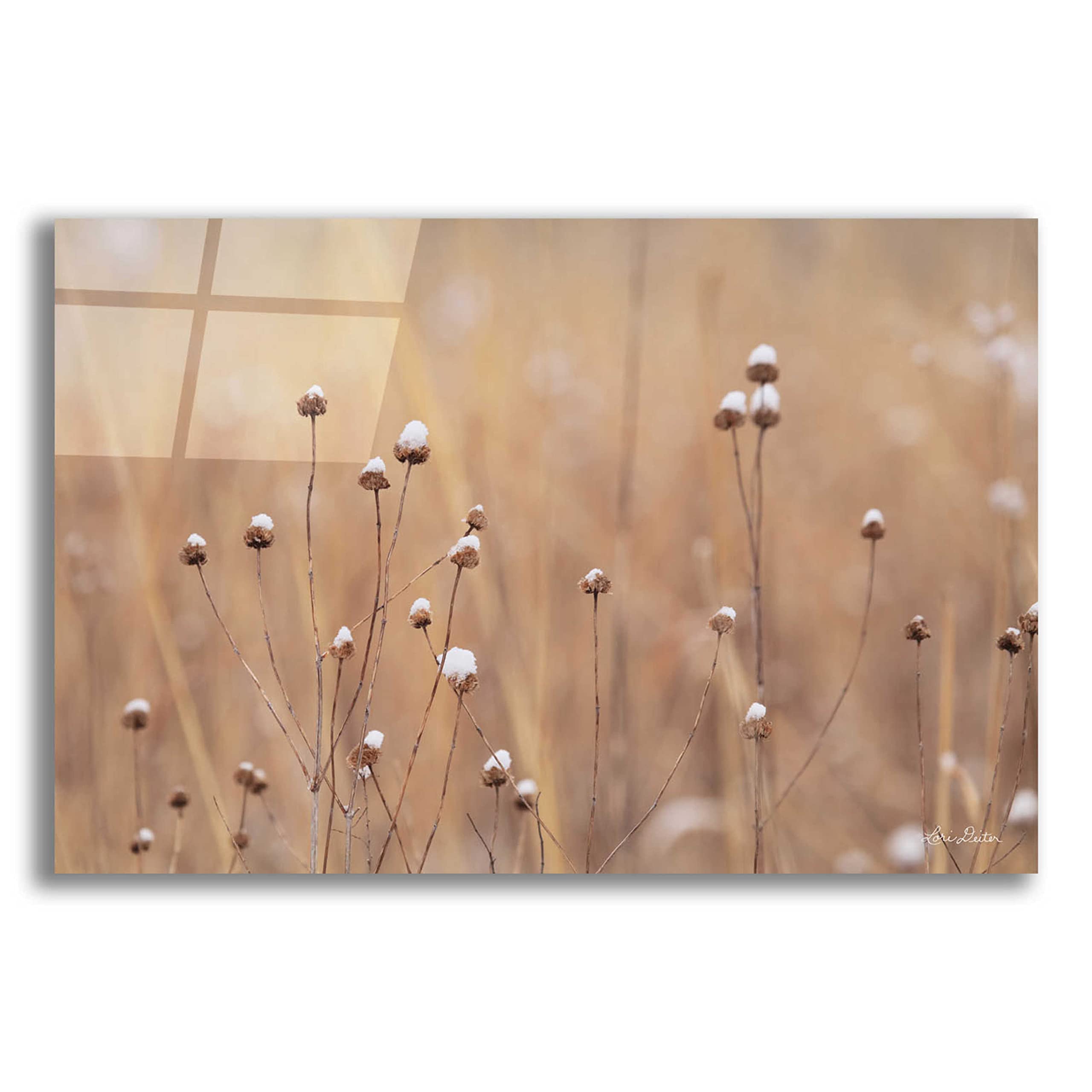 Epic Art 'Snow Capped Wildflowers' by Lori Deiter - 24