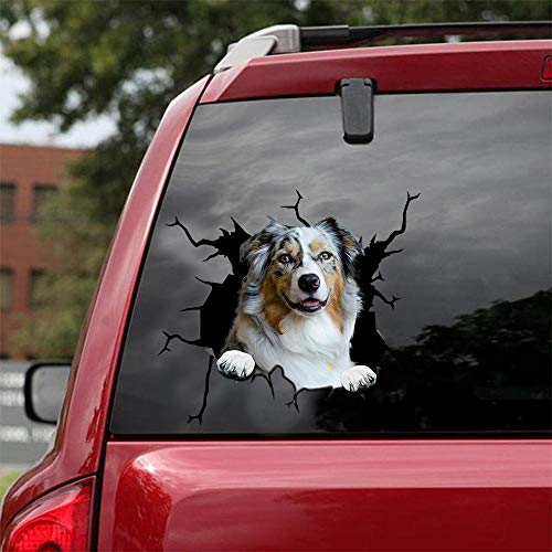 Australian Shepherd-01