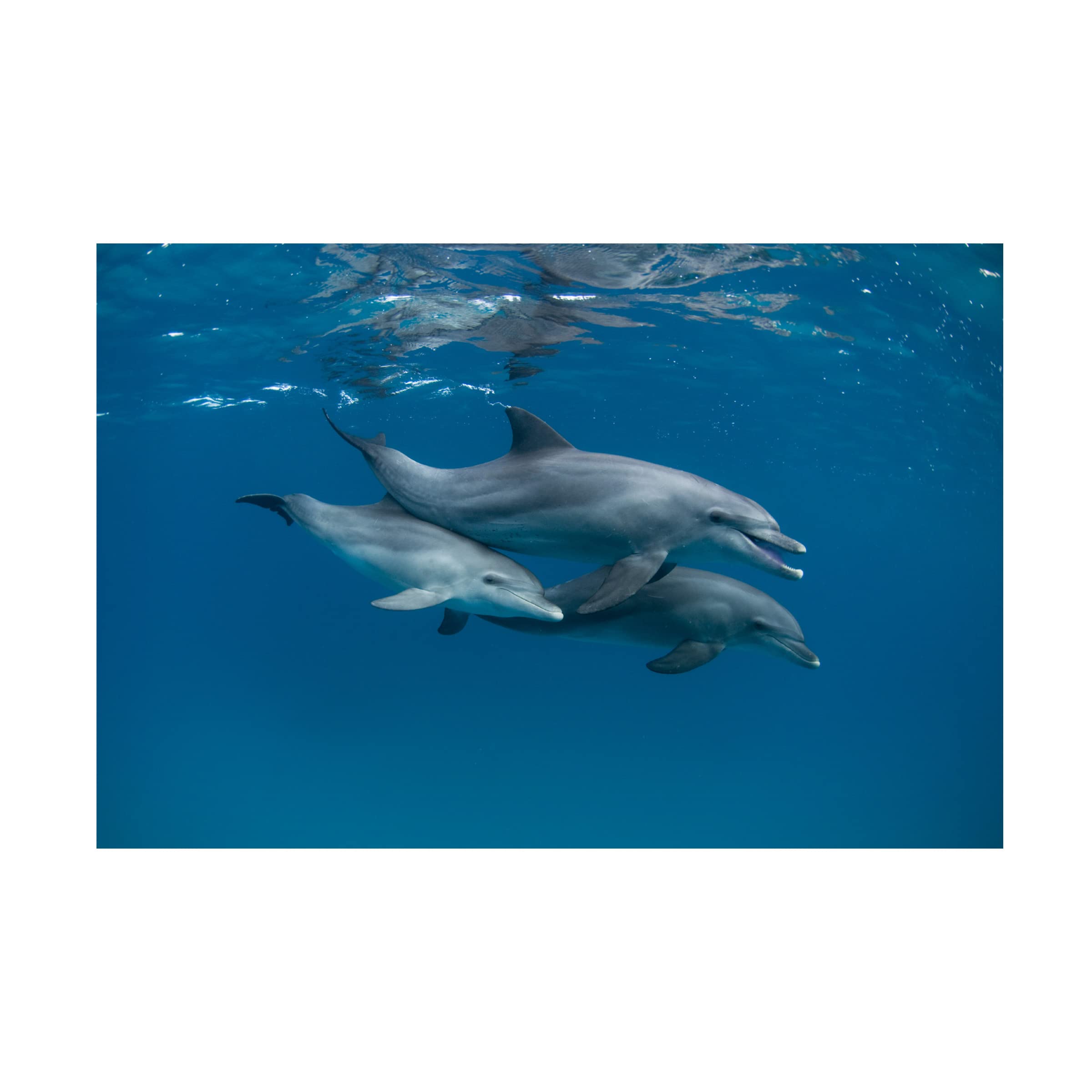 Trademark Fine Art 'Dolphins' Canvas Wall Art by Romano Molinari - Ocean Themed Home Decor for Living Room, Bedroom & Office