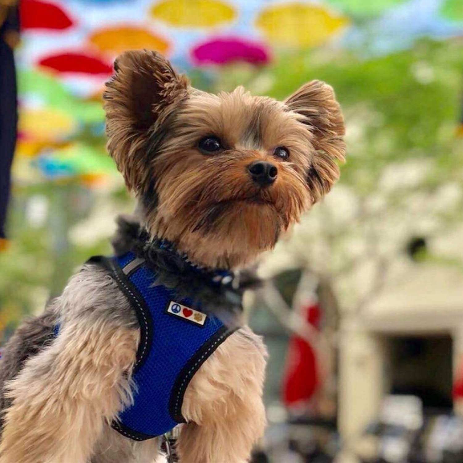 Pawtitas Reflective Mesh Dog Harness, Collar & Leash Set for Small Dogs - Blue | Adjustable & Comfortable for Walking, Training & Outdoor Adventures