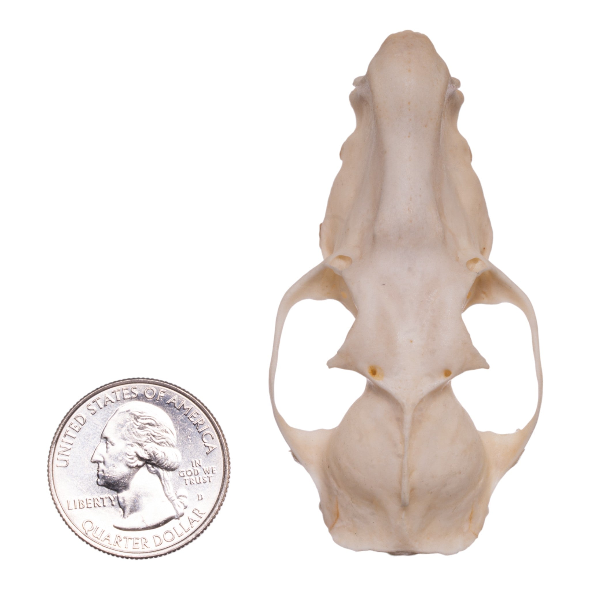Authentic Hammerhead Fruit Bat Skull - Male Specimen | Collectible Oddity, Gothic Decor, Taxidermy Display for Halloween & Dark Academia Aesthetics