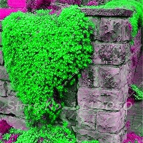 **Rainbow Creeping Thyme & Blue Rock Cress Plants - Perennial Ground Cover Flowers for Home Garden (200 Pcs, Mixed Colors) - Perfect for Rock Gardens, Borders & Landscaping**